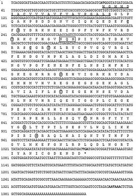 Carbonic Anhydrase in Pacific Abalone Haliotis discus hannai: Characterization, Expression, and Role in Biomineralization